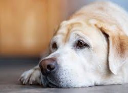 Rouwverwerking overlijden hond verdriet